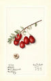 Vaccinium macrocarpon Jumbo - Mary Daisy Arnold — weergave van het kunstwerk