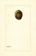Onbekend schilderij - Mary Daisy Arnold — weergave van het kunstwerk