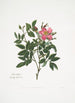 Rosa cardina - Mary Lawrance — weergave van het kunstwerk