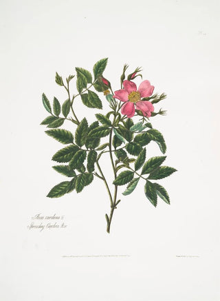 Mary Lawrance - Rosa cardina.webp