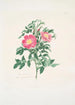 Rosa carolina - Mary Lawrance — weergave van het kunstwerk
