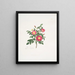 Rosa carolina3 - Mary Lawrance — ingelijst kunstwerk aan de muur