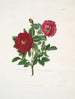 Rose centifolia - Mary Lawrance — artwork view