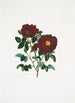 Rosa centifolia - Mary Lawrance — weergave van het kunstwerk