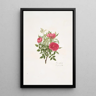 Mary Lawrance - Rosa centifolia5.webp