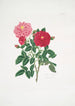 Rosa centifolia - Mary Lawrance — weergave van het kunstwerk