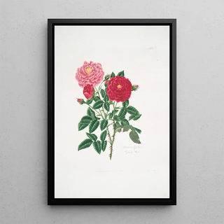 Mary Lawrance - Rosa centifolia6.webp