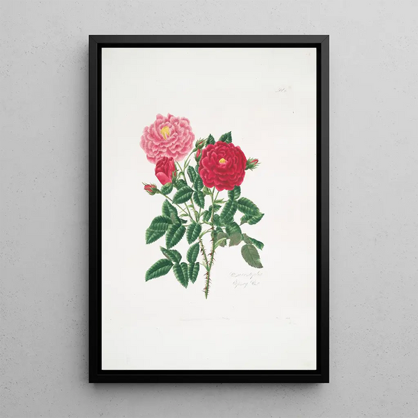 Mary Lawrance - Rosa centifolia6.webp