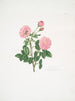 Rosa centifolia8 - Mary Lawrance — weergave van het kunstwerk