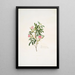 Rosa cinnamomea - Mary Lawrance — ingelijst kunstwerk aan de muur