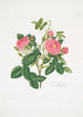 Rosa damascena - Mary Lawrance — weergave van het kunstwerk