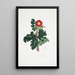 Rosa ferox - Mary Lawrance — ingelijst kunstwerk aan de muur