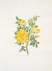 Rosa lutea - Mary Lawrance — weergave van het kunstwerk