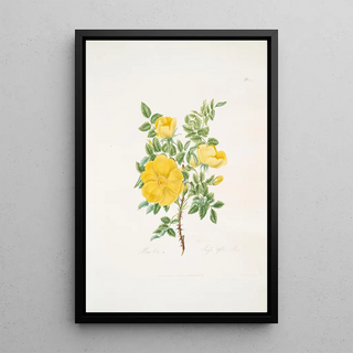 Mary Lawrance - Rosa lutea.webp