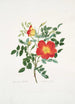 Rosa lutea bicolor - Mary Lawrance — weergave van het kunstwerk