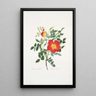 Mary Lawrance - Rosa luteabicolor.webp