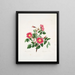 Rosa pendulina - Mary Lawrance — ingelijst kunstwerk aan de muur