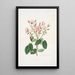 Rosa provincialis - Mary Lawrance — ingelijst kunstwerk aan de muur