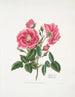 Rosa provincialis3 - Mary Lawrance — weergave van het kunstwerk