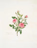 Rosa provinciale of Roos van Meaux - Mary Lawrance — weergave van het kunstwerk