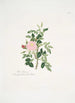 Rosa rubiginosa - Mary Lawrance — weergave van het kunstwerk