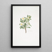 Rosa spinosissima - Mary Lawrance — framed artwork on a wall