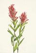 Castilléjie de l'Alberta Castilleja miniata - Mary Vaux Walcott — weergave van het kunstwerk