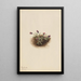Vergerette alpine Erigeron unalaschcensis - Mary Vaux Walcott — ingelijst kunstwerk aan de muur