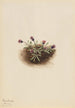 Vergerette alpine Erigeron unalaschcensis - Mary Vaux Walcott — weergave van het kunstwerk