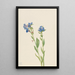 Myosotis des Alpes Myosotis alpestris - Mary Vaux Walcott — ingelijst kunstwerk aan de muur