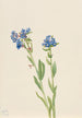 Myosotis des Alpes Myosotis alpestris - Mary Vaux Walcott — weergave van het kunstwerk