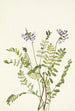 Astragale alpine Astragalus alpinus - Mary Vaux Walcott — artwork view