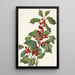 Houx américain Ilex opaca - Mary Vaux Walcott — ingelijst kunstwerk aan de muur