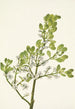 Gui américain Phoradendron flavescens - Mary Vaux Walcott — weergave van het kunstwerk