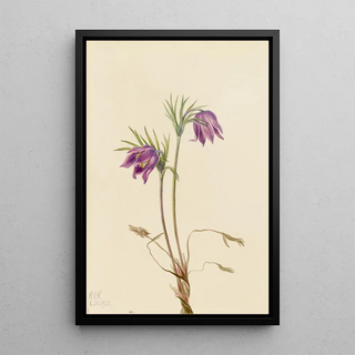 Mary Vaux Walcott - American Pasqueflower Pulsatilla ludoviciana.webp