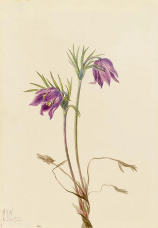 Mary Vaux Walcott - American Pasqueflower Pulsatilla ludoviciana.webp