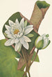 Nénuphar américain Castalia odorata - Mary Vaux Walcott — weergave van het kunstwerk