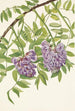 Glycine américaine Kraunhia frutescens - Mary Vaux Walcott — weergave van het kunstwerk