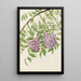 Glycine américaine Kraunhia frutescens - Mary Vaux Walcott — ingelijst kunstwerk aan de muur