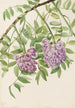 Glycine américaine Kraunhia frutescens - Mary Vaux Walcott — weergave van het kunstwerk