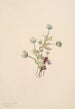 Anémone Anemone drummondii - Mary Vaux Walcott — weergave van het kunstwerk