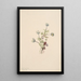 Anémone Anemone drummondii - Mary Vaux Walcott — ingelijst kunstwerk aan de muur