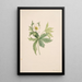 Anémone du Canada Anemone canadensis - Mary Vaux Walcott — ingelijst kunstwerk aan de muur