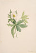 Anémone du Canada Anemone canadensis - Mary Vaux Walcott — weergave van het kunstwerk