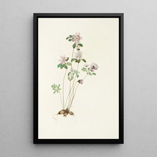 Mary Vaux Walcott - Anemonella Syndesmon thalictroides.webp