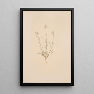 Mary Vaux Walcott - Arenaria formosa.webp