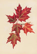 Autumn Leaves - Mary Vaux Walcott — artwork view