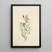 Faux-lin Comandra pallida - Mary Vaux Walcott — framed artwork on a wall