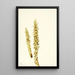 Maïs d'ours Conopholis americana - Mary Vaux Walcott — framed artwork on a wall