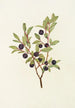Blueberry with large leaves Vaccinium membranacea - Mary Vaux Walcott — artwork view